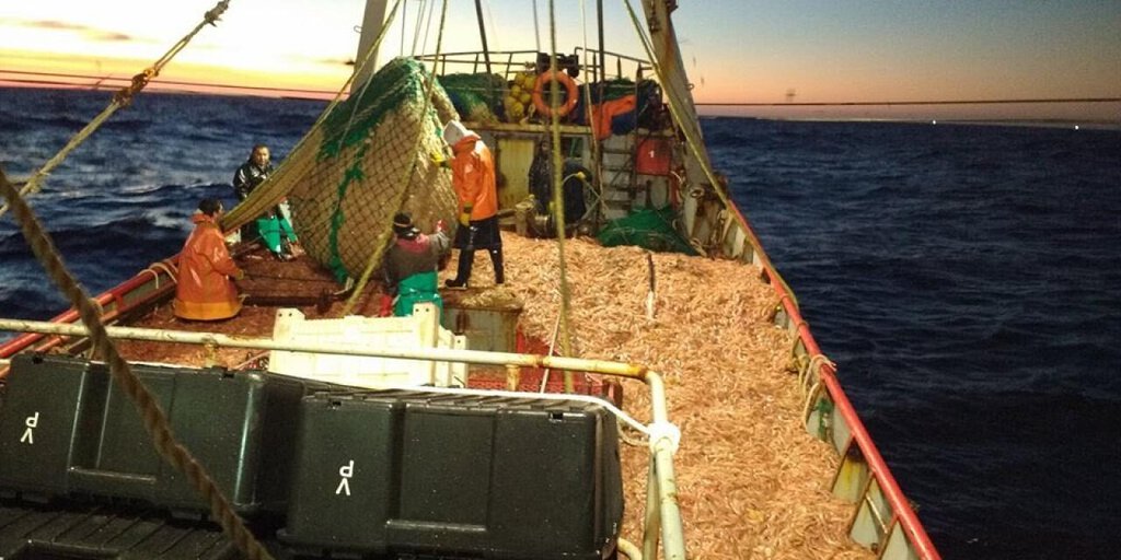 Las cuotas de pesca: Camarón que se duerme se lo lleva la corriente