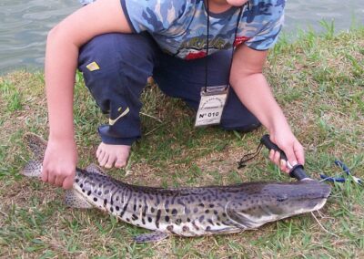 Avance de los peces exóticos en el Paraná