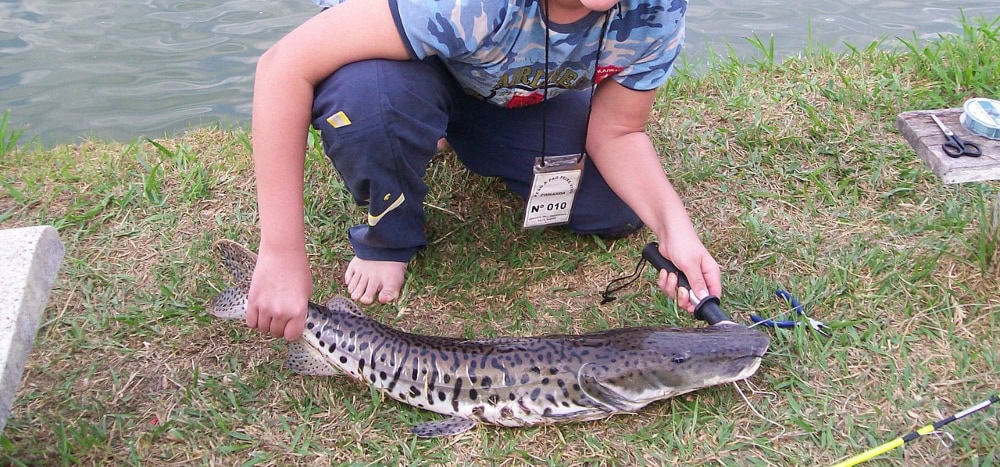 Avance de los peces exóticos en el Paraná