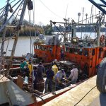 Descarga de corvina en el puerto de La Plata impulsa el desarrollo regional