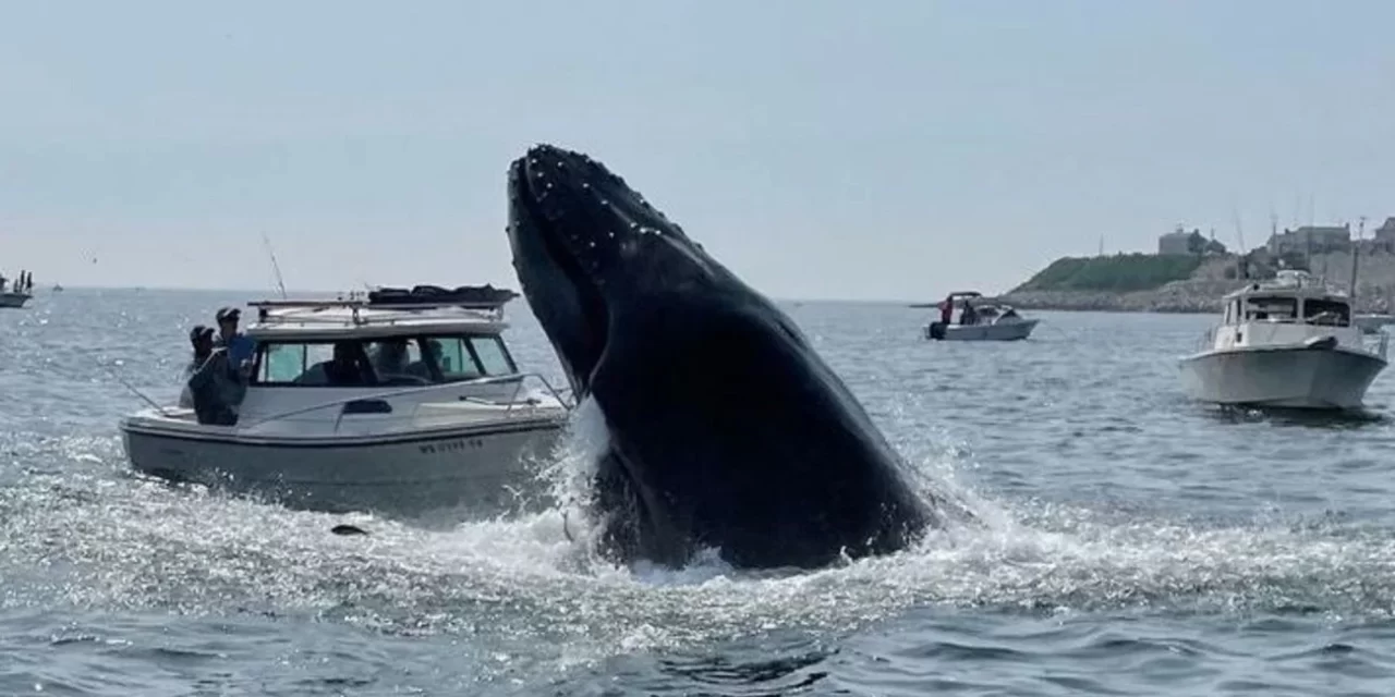 Impactante Encuentro con una Ballena en Portsmouth, New Hampshire