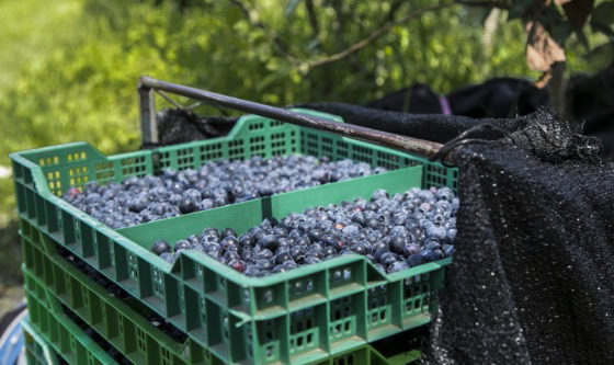 Entre Ríos: Primera exportación de arándanos con tratamiento cuarentenario hacia Estados Unidos