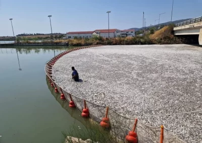 Nuevo desastre ambiental en Grecia: aparecen miles de peces muertos