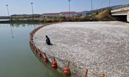 Nuevo desastre ambiental en Grecia: aparecen miles de peces muertos