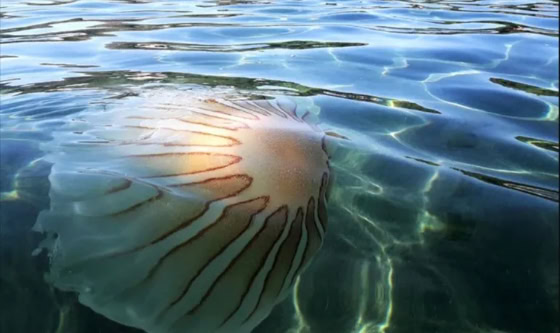 Encuentro submarino: buceadores de Puerto Madryn captan medusas gigantes en el Golfo Nuevo