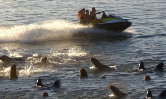 Moto acuática se acerca a lobos marinos en Mar del Plata y pone en peligro su conservación